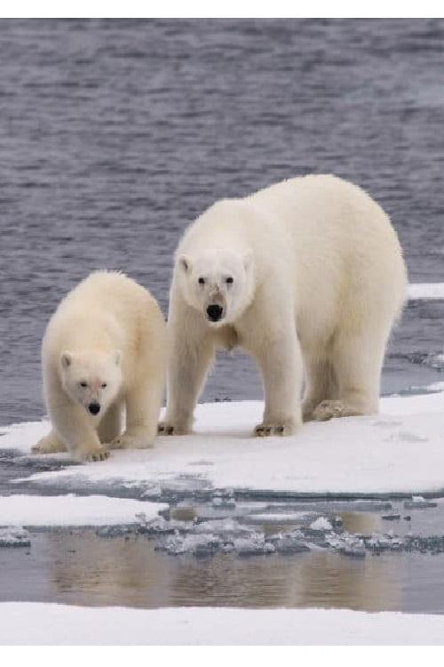 Постер Ice Bear